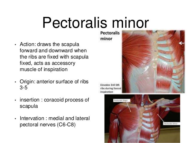 pectoralis trivial actions pectoralis moderate actions