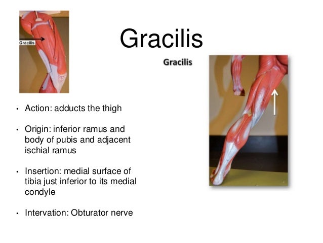 Muscles study guide word doc