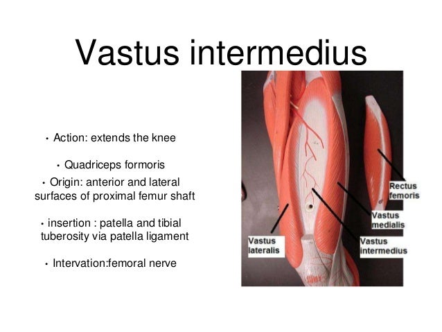 Vastus Intermedius The Knees Hidden Muscle Powerhouse - 2m04bk0