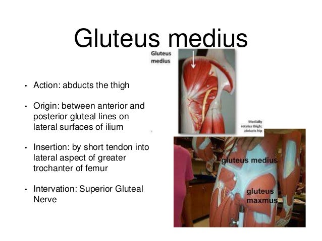 Muscles study guide word doc
