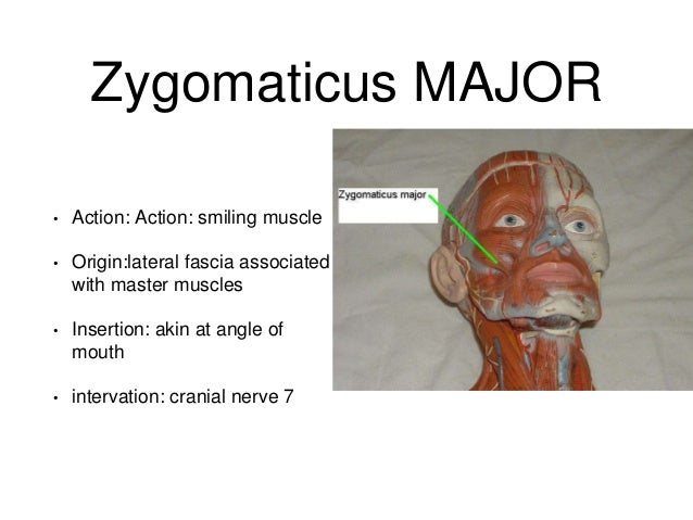 Muscles study guide word doc
