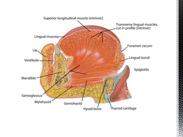 Muscles surrounding Complete Denture