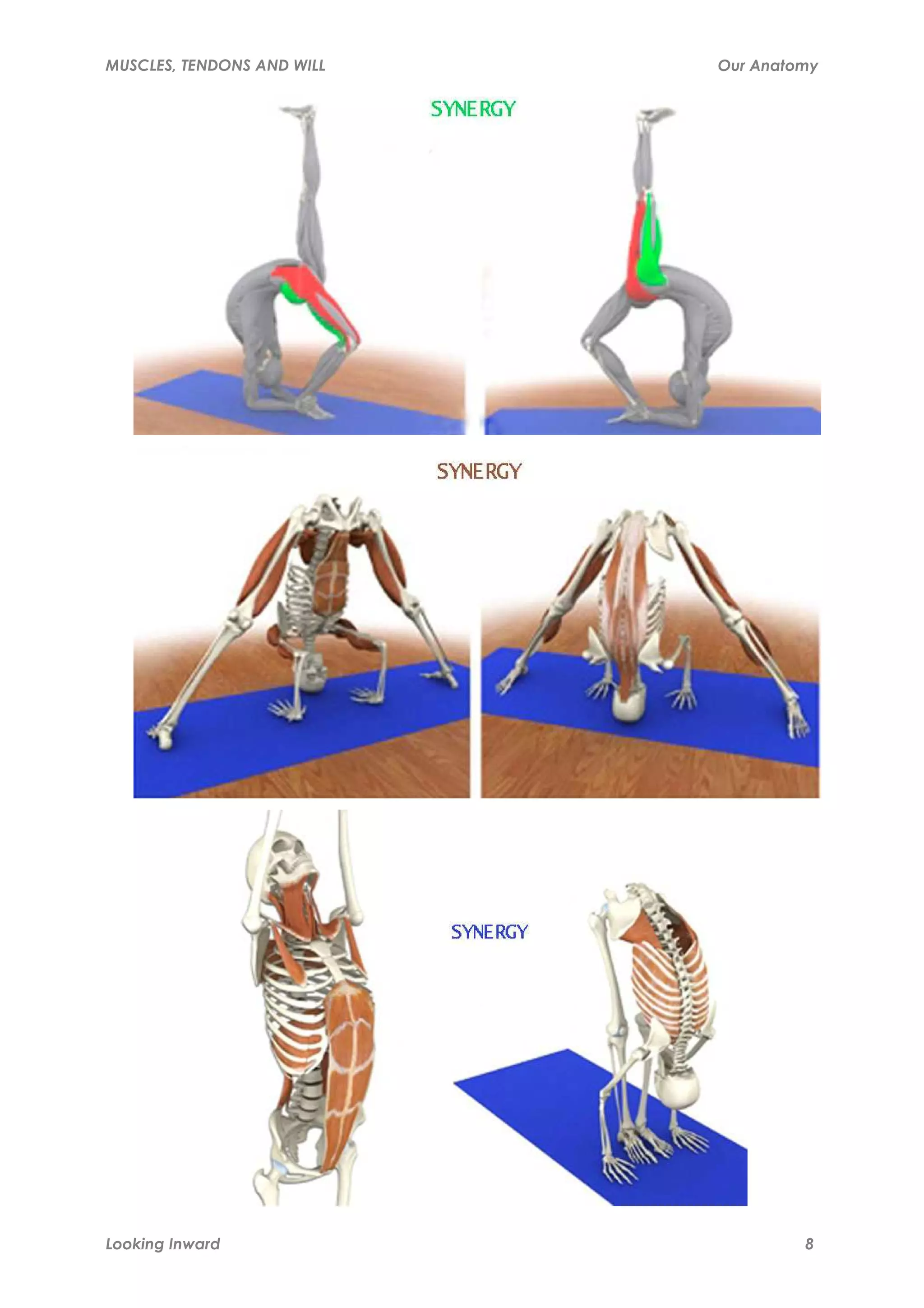Tendon Spacing Chart.pdf Muscles, tendons and will | PDF