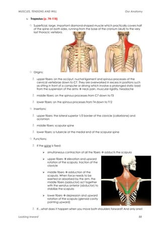Muscles, tendons and will | PDF