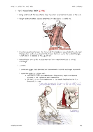 Muscles, tendons and will | PDF
