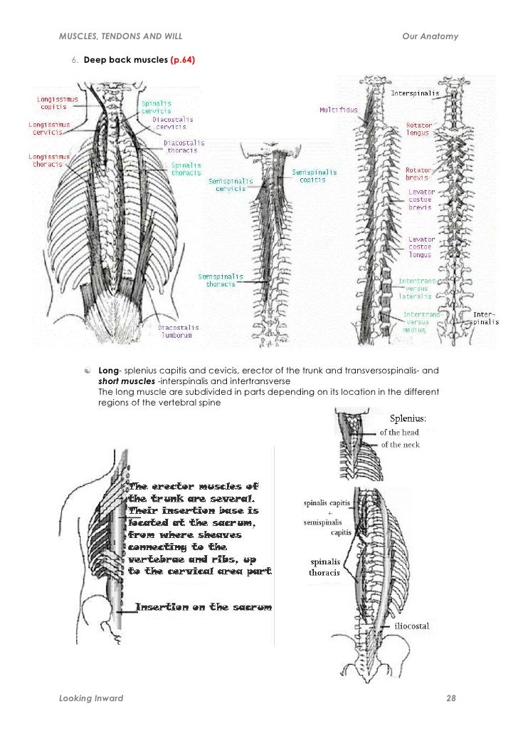Muscles, tendons and will