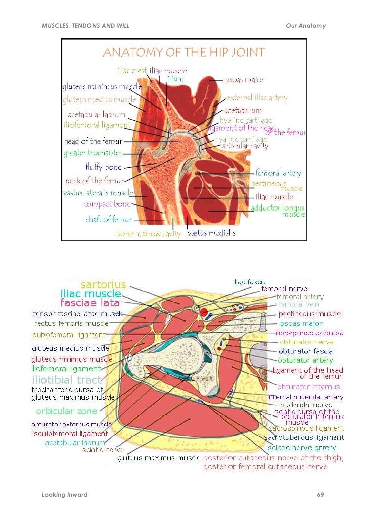 Muscles, tendons and will
