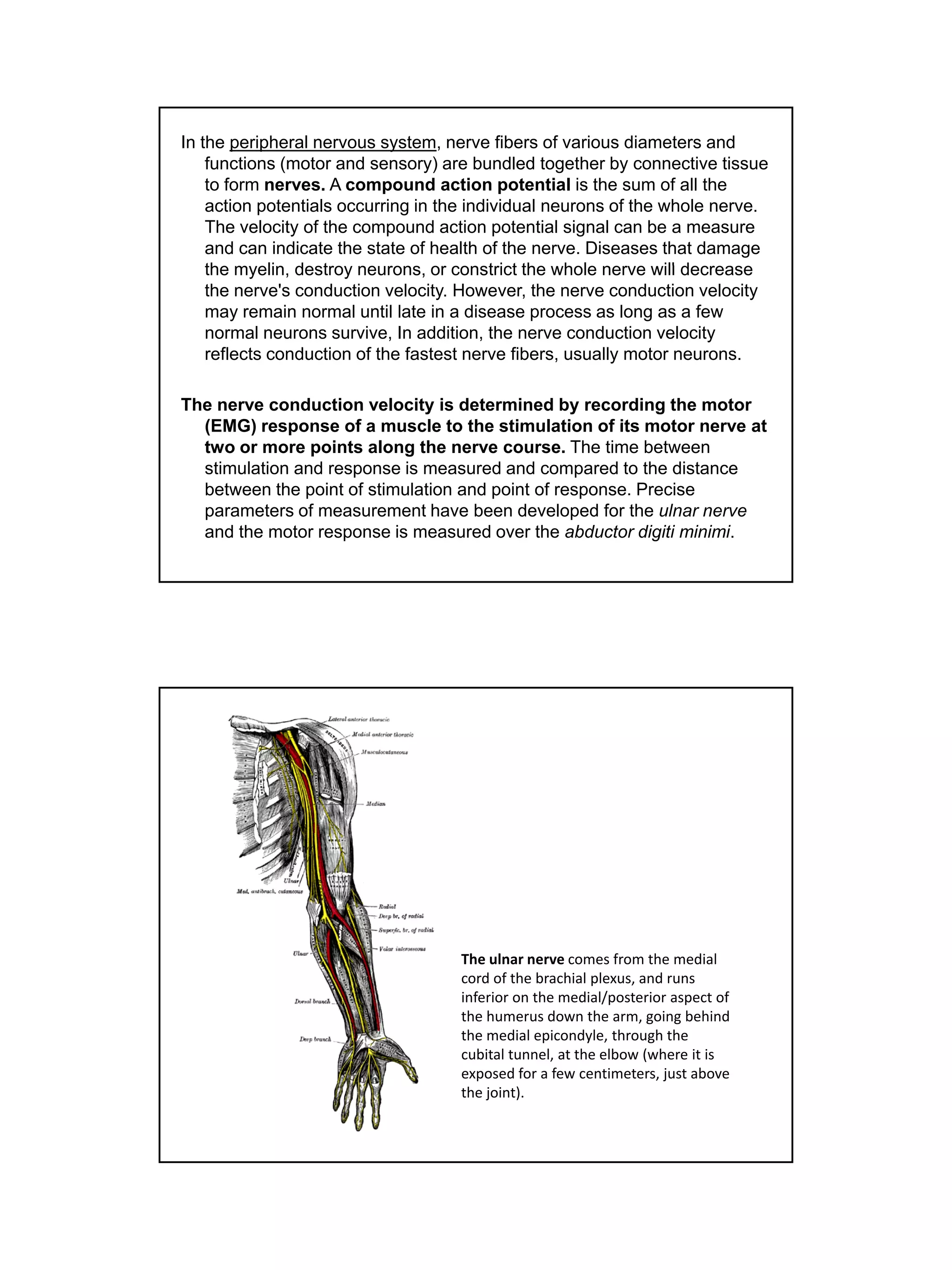 Muscle stretch reflex | PDF