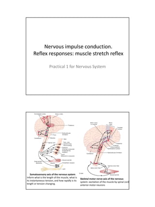 Nervous impulse conduction.
      Reflex responses: muscle stretch reflex

                     Practical 1 for Nervous System




    Somatosensory axis of the nervous system:
Inform what is the length of the muscle, what is
                                                    Skeletal motor nerve axis of the nervous
its instantaneous tension, and how rapidly is its
                                                    system: excitation of the muscle by spinal cord
length or tension changing.
                                                    anterior motor neurons
 