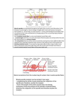 Muscle stretch reflex | PDF