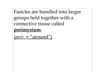 Fasicles are bundled into larger
groups held together with a
connective tissue called
perimysium.
(peri- = “around”)
 