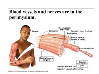 Blood vessels and nerves are in the
perimysium.
 