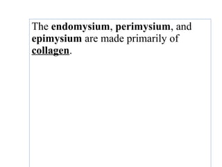 The endomysium, perimysium, and
epimysium are made primarily of
collagen.
 