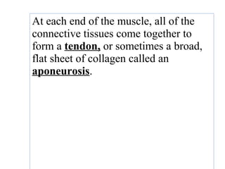 At each end of the muscle, all of the
connective tissues come together to
form a tendon, or sometimes a broad,
flat sheet of collagen called an
aponeurosis.
 