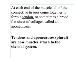 At each end of the muscle, all of the
connective tissues come together to
form a tendon, or sometimes a broad,
flat sheet of collagen called an
aponeurosis.
Tendons and aponeuroses (plural)
are how muscles attach to the
skeletal system.
 