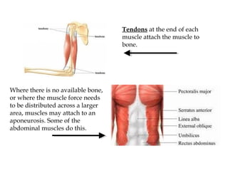 Tendons at the end of each
muscle attach the muscle to
bone.
Where there is no available bone,
or where the muscle force needs
to be distributed across a larger
area, muscles may attach to an
aponeurosis. Some of the
abdominal muscles do this.
 
