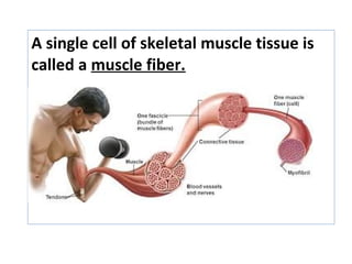 A single cell of skeletal muscle tissue is
called a muscle fiber.
 