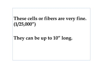 These cells or fibers are very fine.
(1/25,000”)
They can be up to 10” long.
 