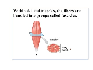 Within skeletal muscles, the fibers are
bundled into groups called fascicles.
 