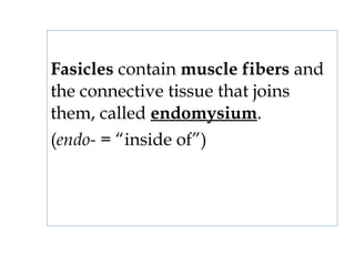 Fasicles contain muscle fibers and
the connective tissue that joins
them, called endomysium.
(endo- = “inside of”)
 
