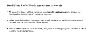 Parallel Musce Muscle structure and function.pptx biomechanics bpt | PPTX