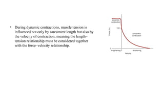 Muscle structure and function.pptx biomechanics bpt | PPTX