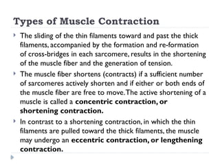 Comprehensive Overview of Muscle Structure, Function, and Contraction ...