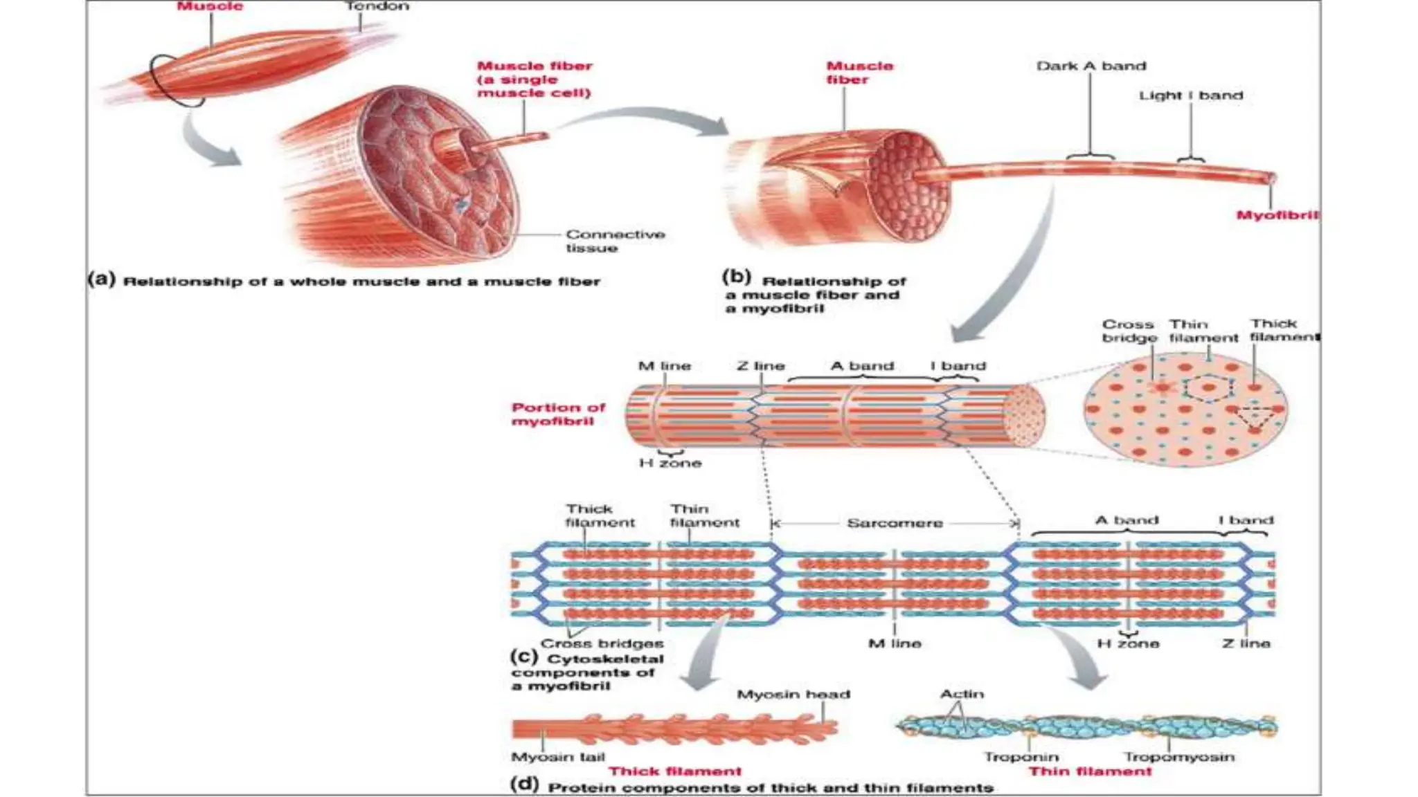 Muscle Structure Science Muscle Introduction and molecular structure.ppt