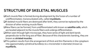 STRUCTURE OF SKELETAL MUSCLES
Each muscle fiber is formed during development by the fusion of a number of
undifferentiated, mononucleated cells, called myoblasts.
If skeletal muscle fibers are destroyed after birth, they cannot be replaced by the
division of other existing muscle fibers
New fibers can be formed, from undifferentiated cells known as satellite cells, which
are located adjacent to the muscle fibers and undergo differentiation.
When seen through light microscope, they have series of light and dark bands
perpendicular to the long axis of fiber. Because of this characteristic banding, they are
known as striated muscles.
This pattern results from the arrangement of thick and thin filaments in the cytoplasm
into approximately cylindrical bundles(1 to 2 micrometer in diameter) known as
myofibrils.
 