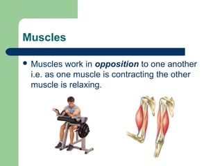 Muscles
 Muscles work in opposition to one another
i.e. as one muscle is contracting the other
muscle is relaxing.
 