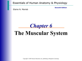 Essentials of Human Anatomy & Physiology Copyright © 2003 Pearson Education, Inc. publishing as Benjamin Cummings Seventh Edition Elaine N. Marieb Chapter 6 The Muscular System 
