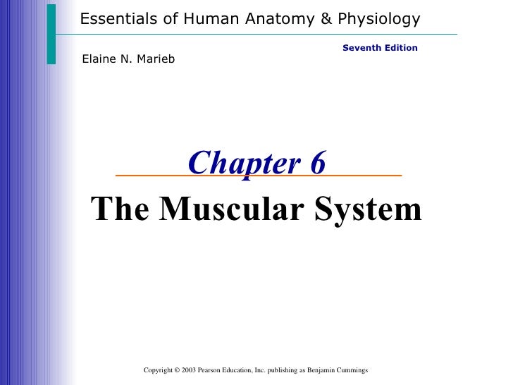 Muscle System