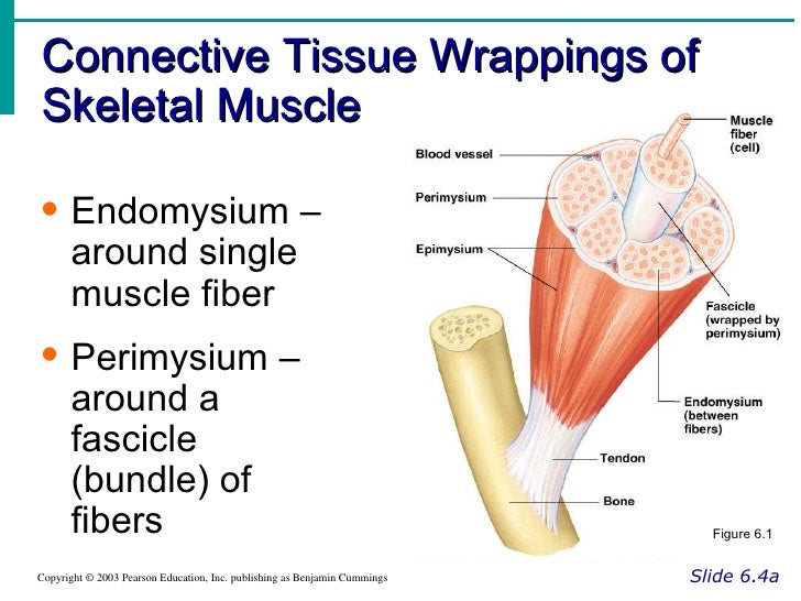 Muscle system