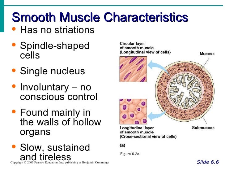 unique structural features of cardiac muscle Another feature that is unique to cardiac muscle tissue is autorhythmicity cardiac muscle tissue is able to set its own contraction rhythm due to the presence of pacemaker cells that stimulate the other cardiac muscle cells. unique structural features of cardiac muscle Another feature that is unique to cardiac muscle tissue is autorhythmicity cardiac muscle tissue is able to set its own contraction rhythm due to the presence of pacemaker cells that stimulate the other cardiac muscle cells.