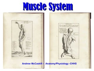 Muscle SystemMuscle System
Andrew McCaskill – Anatomy/Physiology -CHHS
 
