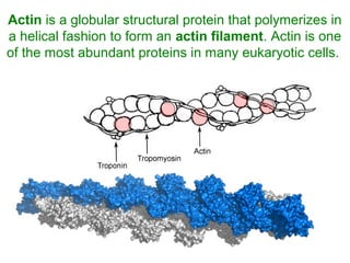 Actin is a globular structural protein that polymerizes in
a helical fashion to form an actin filament. Actin is one
of the most abundant proteins in many eukaryotic cells.
 