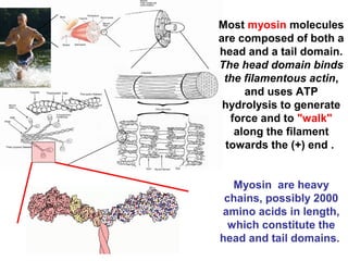 Most myosin molecules
are composed of both a
head and a tail domain.
The head domain binds
the filamentous actin,
and uses ATP
hydrolysis to generate
force and to "walk"
along the filament
towards the (+) end .
Myosin are heavy
chains, possibly 2000
amino acids in length,
which constitute the
head and tail domains.
 