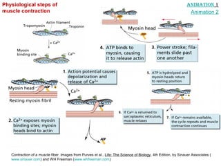 Contraction of a muscle fiber. Images from Purves et al., Life: The Science of Biology, 4th Edition, by Sinauer Associates (
www.sinauer.com) and WH Freeman (www.whfreeman.com)
Physiological steps of
muscle contraction
AnimAtion 1
Animation 2
 