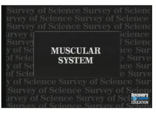 there Are three type of muscle:
 