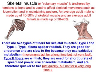 Skeletal muscleSkeletal muscle or "voluntary muscle" is anchored by
tendons to bone and is used to affect skeletal movement such as
locomotion and in maintaining posture. An average adult male is
made up of 40-50% of skeletal muscle and an average adult
female is made up of 30-40%.
There are two types of fibers for skeletal muscles: Type I and
Type II. Type I fibers appear reddish. They are good for
endurance and are slow to tire because they use oxidative
metabolism (movements act for a long time but not very fast).
Type II fibers are whitish; they are used for short bursts of
speed and power, use anaerobic metabolism, and are
therefore quicker to tire (act quickly, but not for a very long
time.).
 