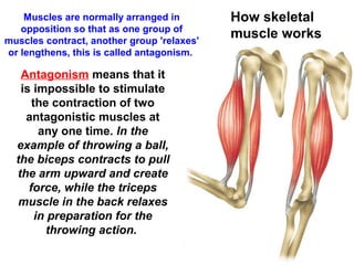 Muscles are normally arranged in
opposition so that as one group of
muscles contract, another group 'relaxes'
or lengthens, this is called antagonism.
How skeletal
muscle works
Antagonism means that it
is impossible to stimulate
the contraction of two
antagonistic muscles at
any one time. In the
example of throwing a ball,
the biceps contracts to pull
the arm upward and create
force, while the triceps
muscle in the back relaxes
in preparation for the
throwing action.
 