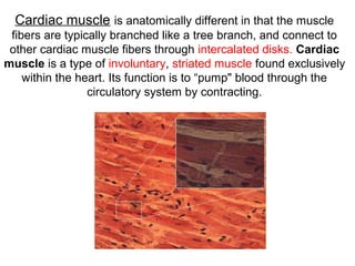 Cardiac muscle is anatomically different in that the muscle
fibers are typically branched like a tree branch, and connect to
other cardiac muscle fibers through intercalated disks. Cardiac
muscle is a type of involuntary, striated muscle found exclusively
within the heart. Its function is to “pump" blood through the
circulatory system by contracting.
 
