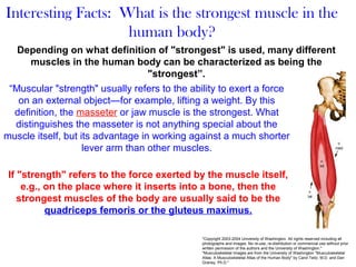 “Muscular "strength" usually refers to the ability to exert a force
on an external object—for example, lifting a weight. By this
definition, the masseter or jaw muscle is the strongest. What
distinguishes the masseter is not anything special about the
muscle itself, but its advantage in working against a much shorter
lever arm than other muscles.
Interesting Facts: What is the strongest muscle in the
human body?
Depending on what definition of "strongest" is used, many different
muscles in the human body can be characterized as being the
"strongest”.
If "strength" refers to the force exerted by the muscle itself,
e.g., on the place where it inserts into a bone, then the
strongest muscles of the body are usually said to be the
quadriceps femoris or the gluteus maximus.
"Copyright 2003-2004 University of Washington. All rights reserved including all
photographs and images. No re-use, re-distribution or commercial use without prior
written permission of the authors and the University of Washington."
"Musculoskeletal Images are from the University of Washington "Musculoskeletal
Atlas: A Musculoskeletal Atlas of the Human Body" by Carol Teitz, M.D. and Dan
Graney, Ph.D."
 