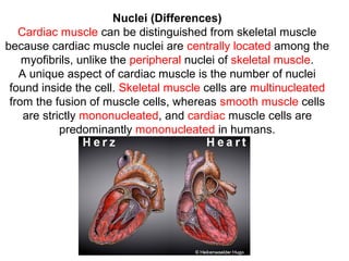 Nuclei (Differences)
Cardiac muscle can be distinguished from skeletal muscle
because cardiac muscle nuclei are centrally located among the
myofibrils, unlike the peripheral nuclei of skeletal muscle.
A unique aspect of cardiac muscle is the number of nuclei
found inside the cell. Skeletal muscle cells are multinucleated
from the fusion of muscle cells, whereas smooth muscle cells
are strictly mononucleated, and cardiac muscle cells are
predominantly mononucleated in humans.
 