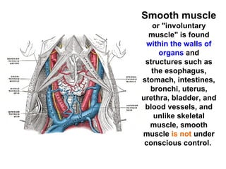 Smooth muscle
or "involuntary
muscle" is found
within the walls of
organs and
structures such as
the esophagus,
stomach, intestines,
bronchi, uterus,
urethra, bladder, and
blood vessels, and
unlike skeletal
muscle, smooth
muscle is not under
conscious control.
 