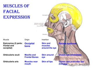Muscle Origin Insertion Action
Epicranius (2 parts:
frontal and
occipital)
Occipital
bone
Skin and
muscles
around the eye
Raises eyebrow
Orbicularis oculi Maxilla and
Frontal Bones
Skin around
eye
Closes eye (wink/blink)
Orbicularis oris Muscles near
mouth
Skin of lips Closes and protrudes lips
(kissing)
Muscles of
facial
expression
 