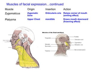 Muscle Origin Insertion Action
Zygomaticus Zygomatic
bone
Orbicularis oris Raises corner of mouth
(smiling effect)
Platysma Upper Chest mandible Draws mouth downward
(frowning effect)
Muscles of facial expression…continued
 