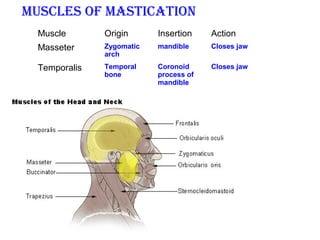 Muscle Origin Insertion Action
Masseter Zygomatic
arch
mandible Closes jaw
Temporalis Temporal
bone
Coronoid
process of
mandible
Closes jaw
Muscles of Mastication
 