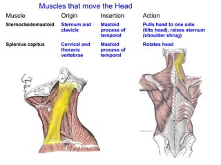 Muscle Origin Insertion Action
Sternocleidomastoid Sternum and
clavicle
Mastoid
process of
temporal
Pulls head to one side
(tilts head), raises sternum
(shoulder shrug)
Splenius capitus Cervical and
thoracic
vertebrae
Mastoid
process of
temporal
Rotates head
Muscles that move the Head
 