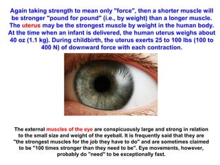 Again taking strength to mean only "force", then a shorter muscle will
be stronger "pound for pound" (i.e., by weight) than a longer muscle.
The uterus may be the strongest muscle by weight in the human body.
At the time when an infant is delivered, the human uterus weighs about
40 oz (1.1 kg). During childbirth, the uterus exerts 25 to 100 lbs (100 to
400 N) of downward force with each contraction.
The external muscles of the eye are conspicuously large and strong in relation
to the small size and weight of the eyeball. It is frequently said that they are
"the strongest muscles for the job they have to do" and are sometimes claimed
to be "100 times stronger than they need to be". Eye movements, however,
probably do "need" to be exceptionally fast.
 